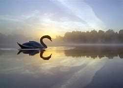 Image result for Swan Lake NV Beach