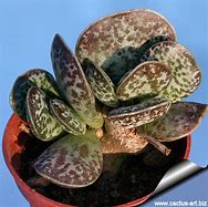 Image result for Adromischus Cactus