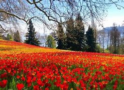 Image result for Mainau Germany Location