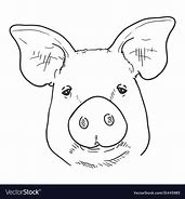 Image result for Pig Face Bush