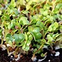 Image result for Two Cotyledons