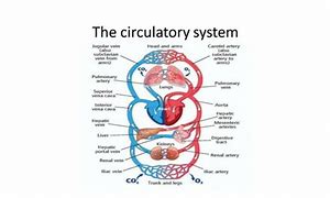 Image result for Circulatory System Diagram KS4