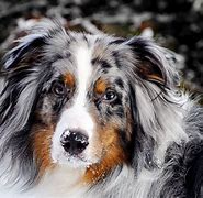 Image result for Australian Shepherd Dog