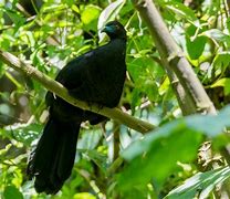 Image result for Black Guan