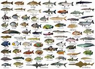 Image result for Jenis Ikan Air Laut