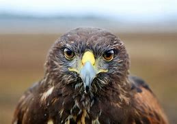 Image result for Shocked Hawk