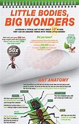 Image result for Beown Ants