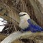 Image result for Blue-Bellied Roller