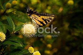 Image result for Butterfly with Wings Closed