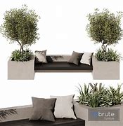 Image result for Back Yard Olive Tree Bench