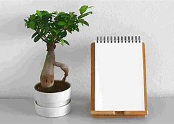 Image result for Plant Root Can Capture