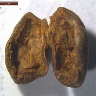 Image result for Sclerotium Disease