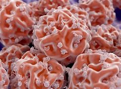 Image result for Bone Making Cells