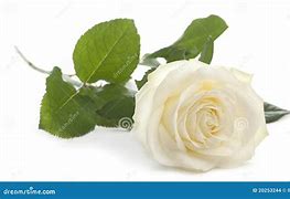 Image result for White Rose with Sage Background