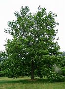 Image result for Sycamore Plant