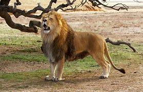 Image result for Spanish Lion