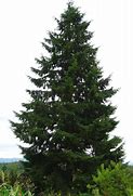 Image result for hemlock identification