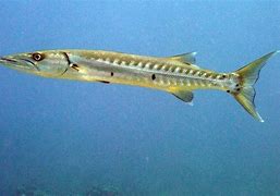 Image result for Fish Like Barracuda