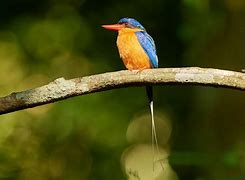 Image result for Paradise Kingfisher