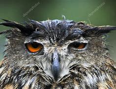 Image result for Sad Wet Owl