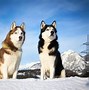 Image result for Black Malamute