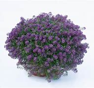 Image result for Lobularia Plant