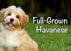 Image result for Havanese Fully Grown