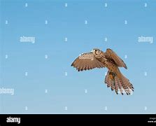 Image result for Kestrel Falconry