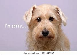 Image result for Sorry Dog Face