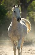 Image result for Arabian Mule