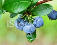 Image result for Blueberry Tip Borer