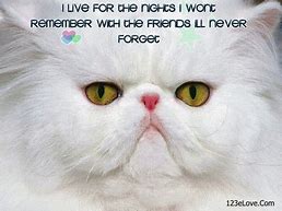 Image result for Cool Cat Quotes