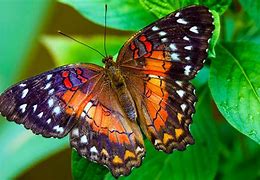 Image result for Pretty Butterfly Wings