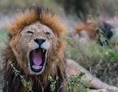 Image result for Male Lion Roar