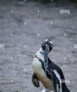 Image result for Linux Penguin Eating Fish