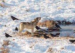 Image result for Wolves and Ravens