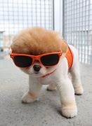 Image result for Cutest Dogs