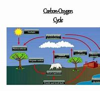 Image result for Chemical Cycle