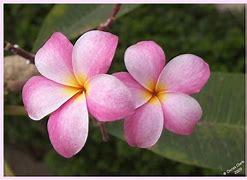 Image result for Hawaiian Flower Lei