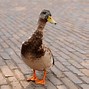 Image result for Cam Duck Camera