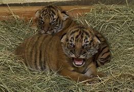 Image result for Baby Malayan Tiger Cubs