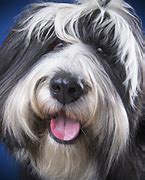 Image result for Tibetan Terrier Dog Breed