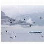 Image result for Ledovec Tracy Arm