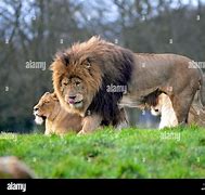 Image result for Whipsnade Lion