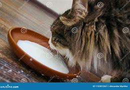 Image result for Cat Drinking Milk