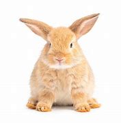 Image result for Baby Brown Rabbit