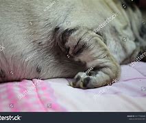 Image result for Black Rash On Dogs Skin