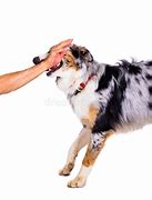 Image result for Dog Bites On Arm