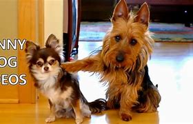 Image result for Funny Dog V