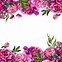 Image result for Peony Vector